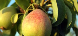 Abella, cultivo peras