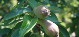 Abella cultiva la fruta